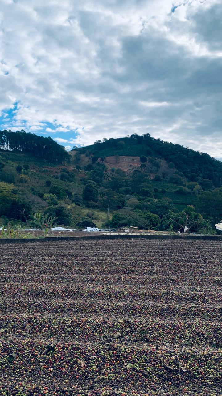Terreiro de café no Sítio Morro Preto, cercado pelas montanhas de Muzambinho